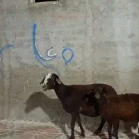میش وبره