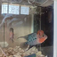 فلاور بهترین نژاد|ماهی|تربت جام, شهید نصرالهی|دیوار