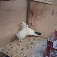 کفتر پرشی|پرنده|تهران, جلیلی|دیوار