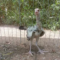 خروس.  لاری