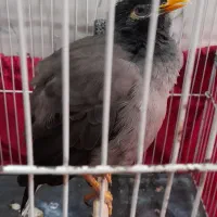 مینا سخنگو افغان نر ودستی