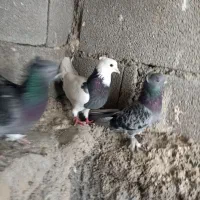 کبوتر طوقی شهری