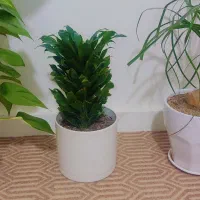 گیاه|گل و گیاه طبیعی|اهواز, لشکرآباد|دیوار