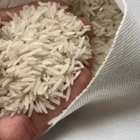 برنج فجر زد