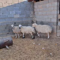 فروش ۱۴راس میش ارزون قیمت|حیوانات مزرعه|شیراز, ارم|دیوار