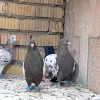 جفت سینه قهوه‌ای هوایی به شرط تخم و جوجه|پرنده|شیراز, محراب|دیوار