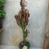 افوربیای قرمز پر شاخه