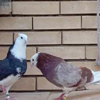 نر و ماده شازده سیاه  ماده ابلغ سرخ و سوسکی پرشی