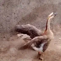 قو غاز نر معاوضه با لاری و مرغ و خروس