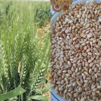 گندم آبی پیشگام