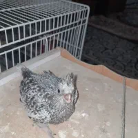 عروس هلندی|پرنده|زابل, |دیوار