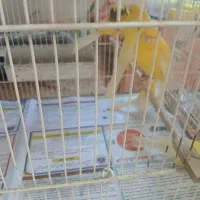 ۷ عدد ماده آماده.