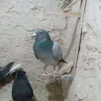 کبوتر پرشی کله سیاه،سبز ،زاغ ،دمسفیدو طوقی|پرنده|مشهد, گلبرگ|دیوار