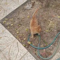 گربه سه ماهه نر|گربه|باغ بهادران, |دیوار