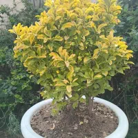درختچه شمشاد طلایی