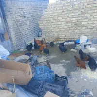 مرغ سیاه برای خون کردن|حیوانات مزرعه|چناران, |دیوار