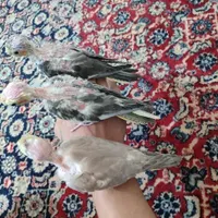 ۳عدد عروس هلندی سرلاکی اهلی|پرنده|تبریز, |دیوار