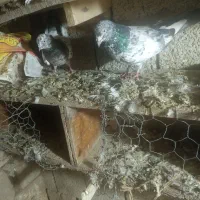 کبوتر|پرنده|سیلوانه, |دیوار