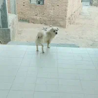 سگ پا کوتاه|سگ|آشخانه, |دیوار