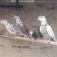 کبوتر پرشی بشرط|پرنده|ری, شهرری|دیوار