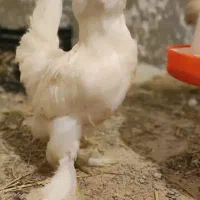 جوجه مرغ خروس سلطان پولند لهستانی زینتی کاکل پاپر|حیوانات مزرعه|رشت, حاجی آباد|دیوار