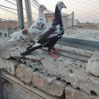 پرنده کبوتر فری چیل سار