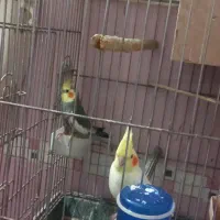 عروس هلندی دو جفت با فنچ