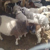 گوسفند فروشی