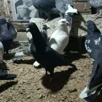 کفتر|پرنده|شیراز, شهرک گلستان|دیوار