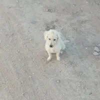 فروشی دو عدد