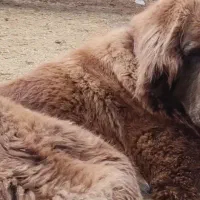 سگ ماده / لاس / قدرجونی اصیل