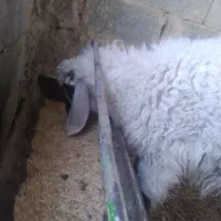 بره نر ،دم خونه ای