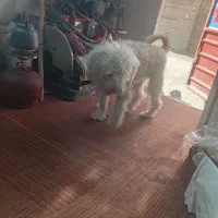 سگ شیتزو|سگ|مشهد, امیریه|دیوار