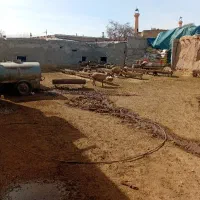 15راس میش ۶تازایده الباقی زایده پول لازم قیمت