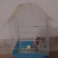 همستر|موش و خرگوش|نورآباد, |دیوار