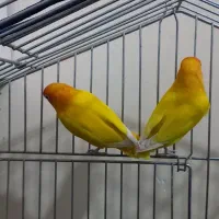 جفت طوطی برزیلی مولد به شرط وجفت قناری ماده