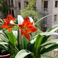 پرستار خانم برای سالمند خانم