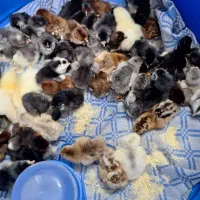 جوجه مرغ گلین . محلی . امپراطور . مرندی