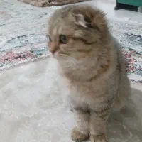 گربه اسکاتیش بریتیش گلد