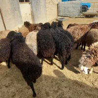 ۱۲ عدد بره نر بفرش میرسد