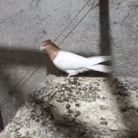 کبوتر کله زرد قریب گیری،صحیح سالم،ماده