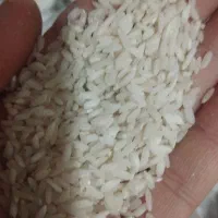 برنج چمپا