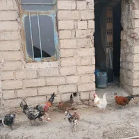 خروس ها فروشی هستن|حیوانات مزرعه|دهدشت, |دیوار