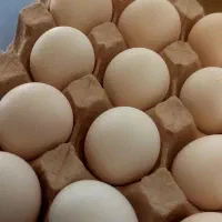تخم مرغ گلین نطفه دار