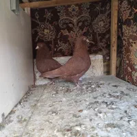 کبوتر سرخ نر و ماده