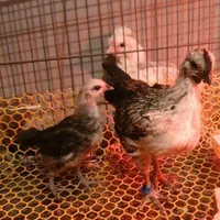 جوجه و تخم مرغ ایام سمانی و لاکندزی ضد سرطان|حیوانات مزرعه|شاهینشهر, مخابرات (شهید بهشتی)|دیوار