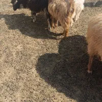 بزغاله بفروش میرسد|حیوانات مزرعه|اهر, |دیوار