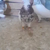 ۲۳ تا طوقی|پرنده|کشکوئیه, |دیوار