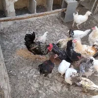 فروش مرغ و خروس نژاددار