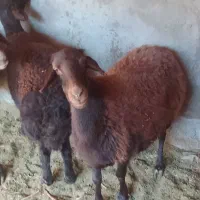 گوسفند|حیوانات مزرعه|بناب, |دیوار